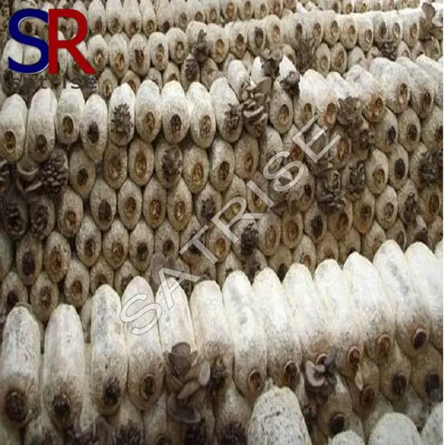 Cultivating fresh suitable price shiitake mushroom spawn substrate