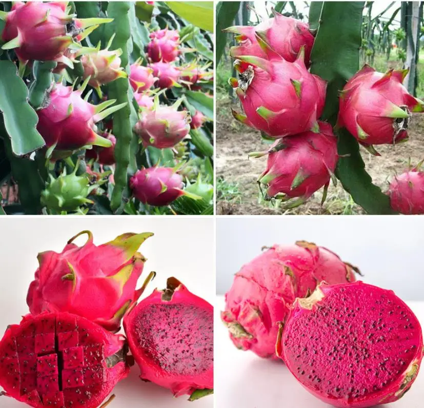 50g/bag High germination hot sale Pitaya planting red dragon fruit seeds for sale