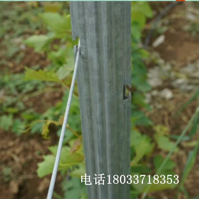 Steel Orchard Trellis Post Grape Pillars Sunshade Net Anti Hail Net Anti Bird Net Support Pillars