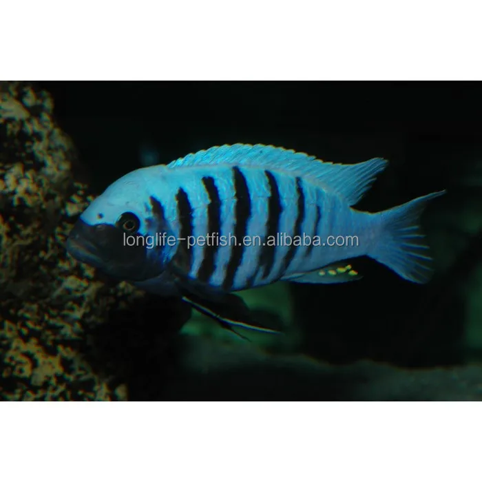
African Cichlid In Lake Malawi Maison Reef 
