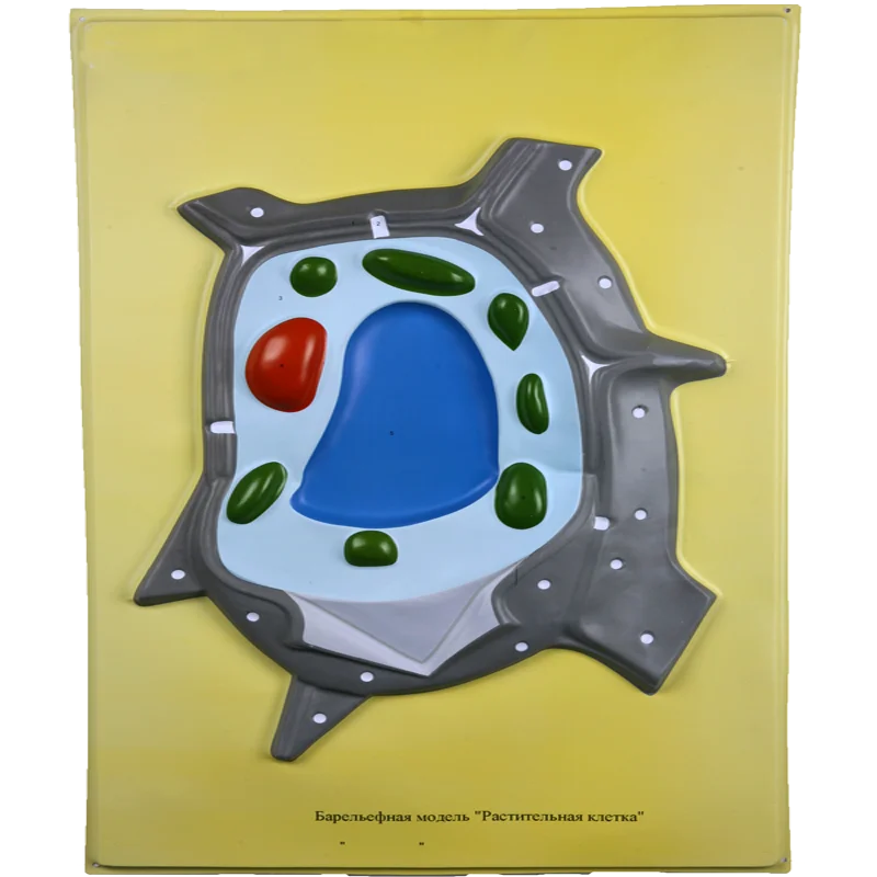 
Biology Education Equipment Bas-relief model of Plant Cell Structure 