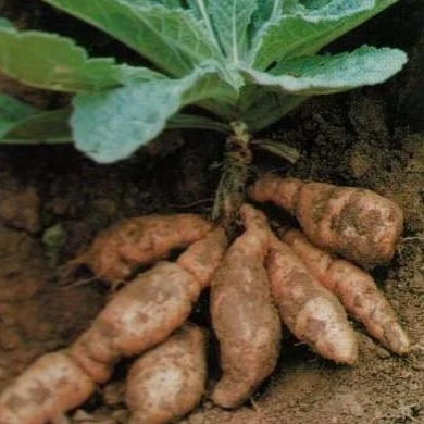 Prepared rehmannia root /shudihuang slices / rehmannia extract