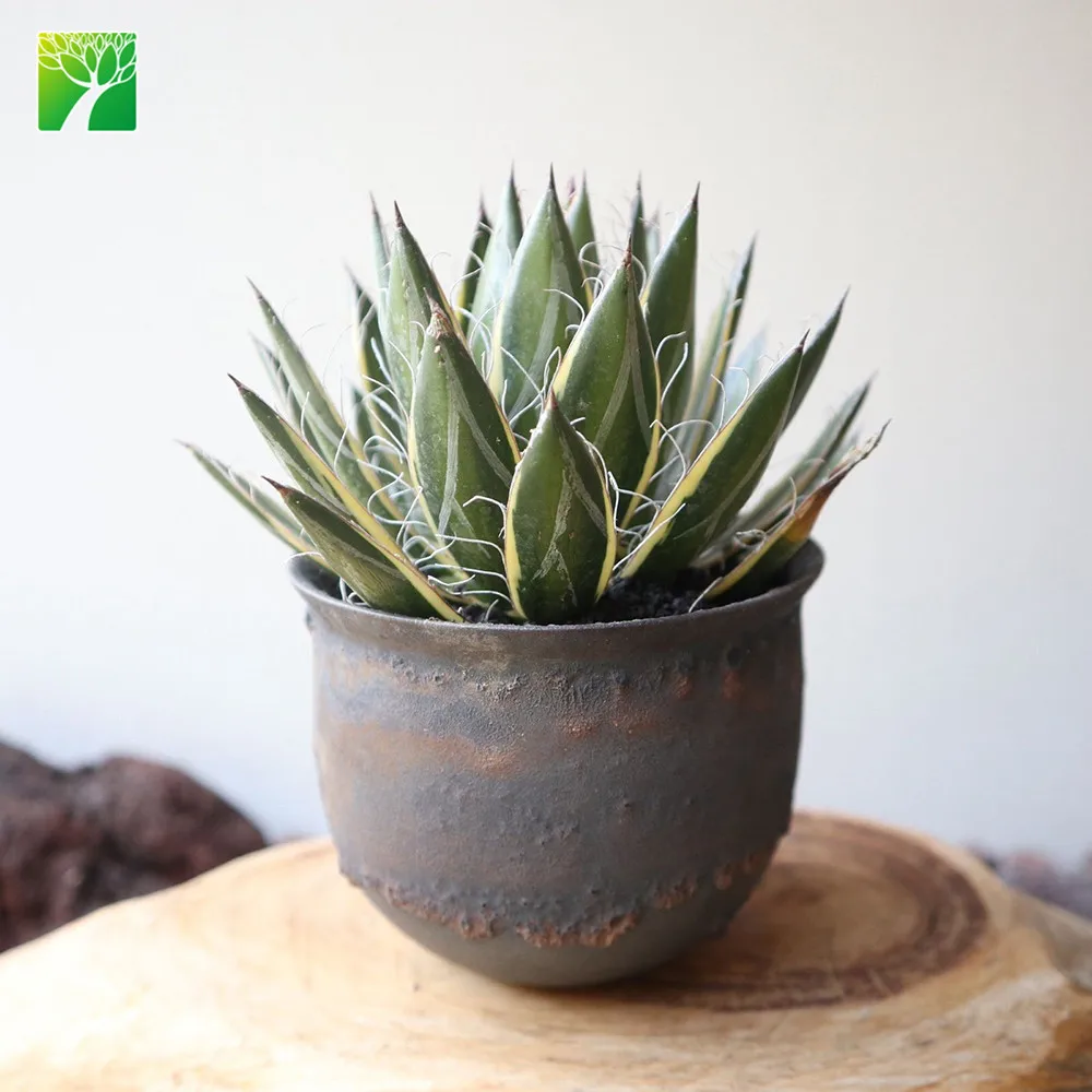 Горячая Распродажа, натуральные Свадебные суккуленты, Агава филифера