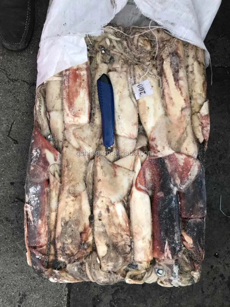 
Sea frozen Giant squid whole round for sales 