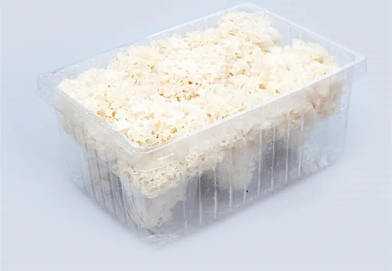 Detan Fresh Sparassis Crispa Mushroom Price
