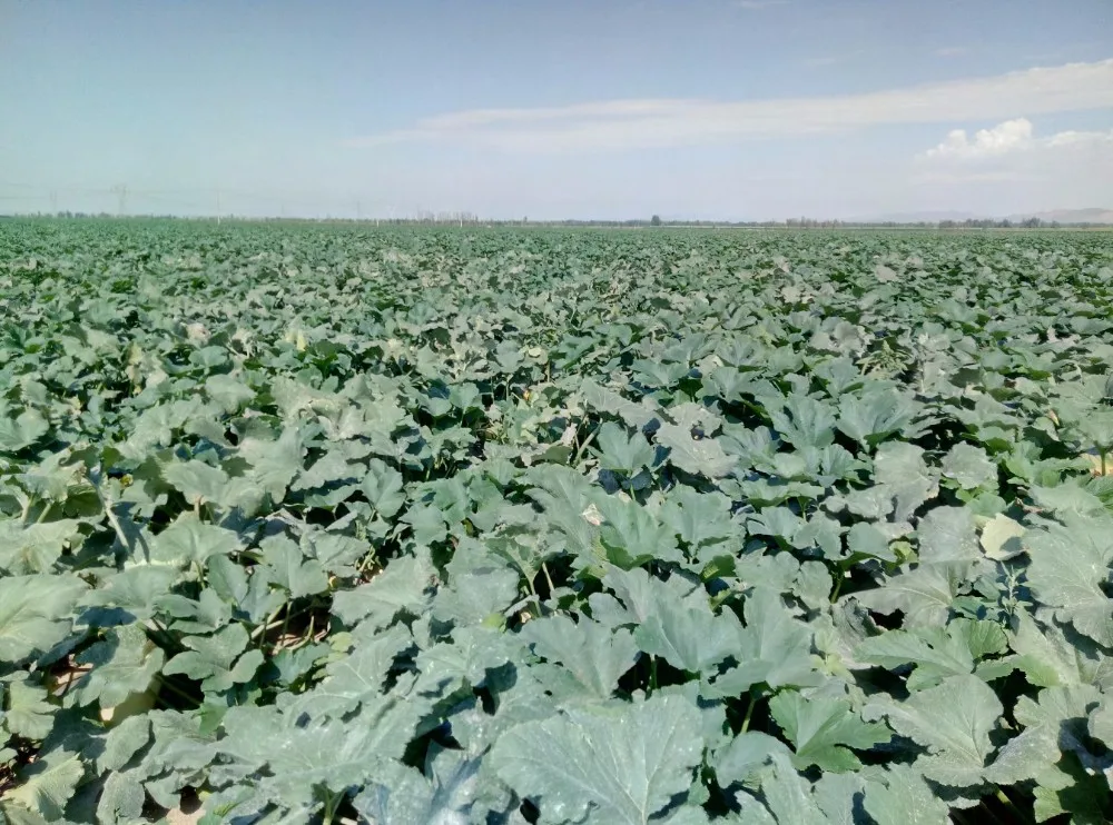 For Europe market Chinese white pumpkin seeds