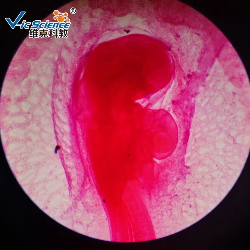 Cheap chick embryo slides prepared microscope slides