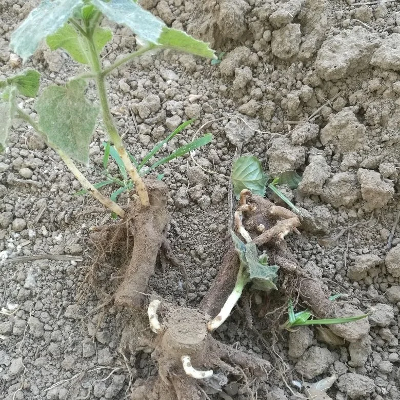 chinese high quality cold resistant fast growing royal empress tree rootstock