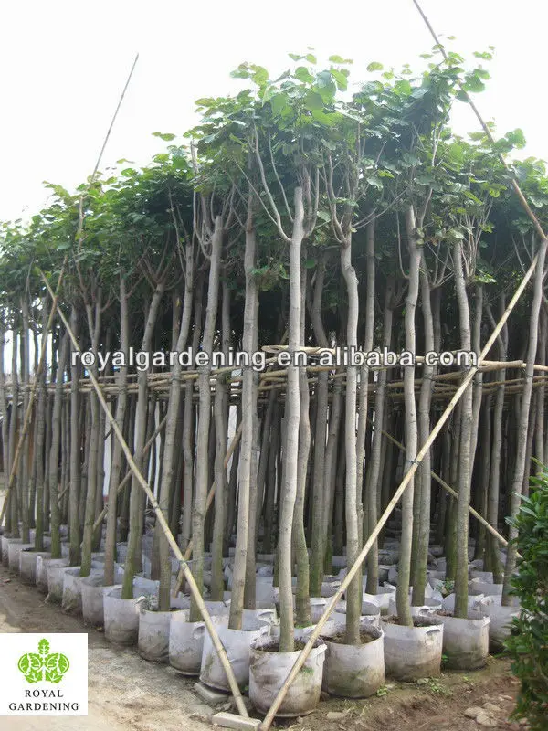 
Cercis chinensis ( deciduous trees) for cold climate 