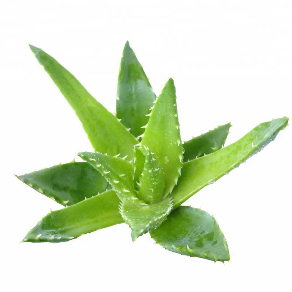 2020 Aloe Green Tea 2gx20 tea bags/box    Organic Dried Aloes Vera Herb Tea Improves Digestion And Helps Detoxify