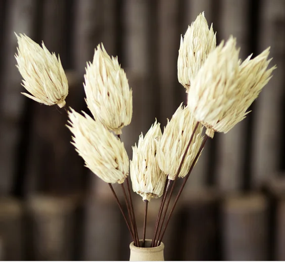 Dried natural Phlogacanthus Fire-blossom gumbo small okra Flower handicrafts