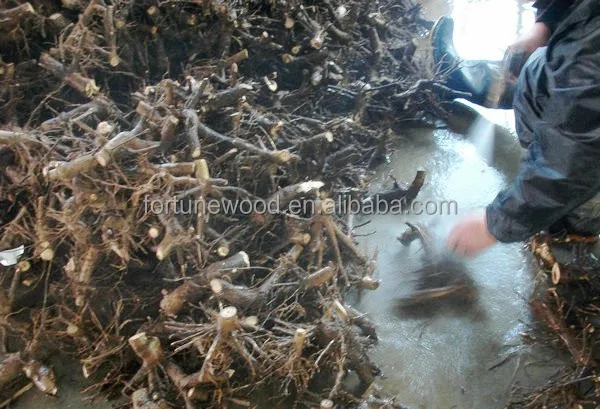 
Paulownia Tomentosa Seedlings Saplings and root cuttings 