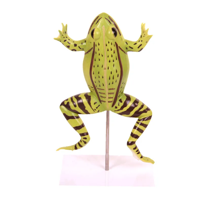 Anatomy plastic animal model of frog