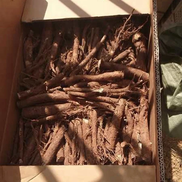 Paulownia roots 9501 Paulownia elongata Shantong Paulownia for Wholesale