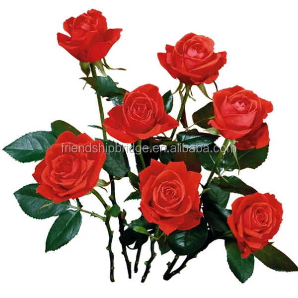 Свежие резные цветы, красная роза, Натуральная роза