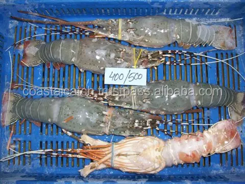 
FROZEN RAW LOBSTER WHOLE 