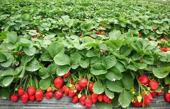 New Crop FD Strawberry Whole Frozen Dried  Strawberry  Healthy Snack
