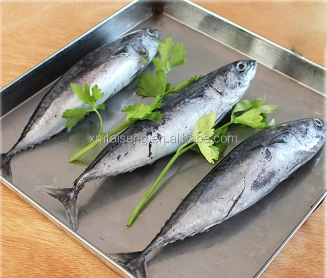 China Frozen Bonito Seafood Fish With Best Marketing Price