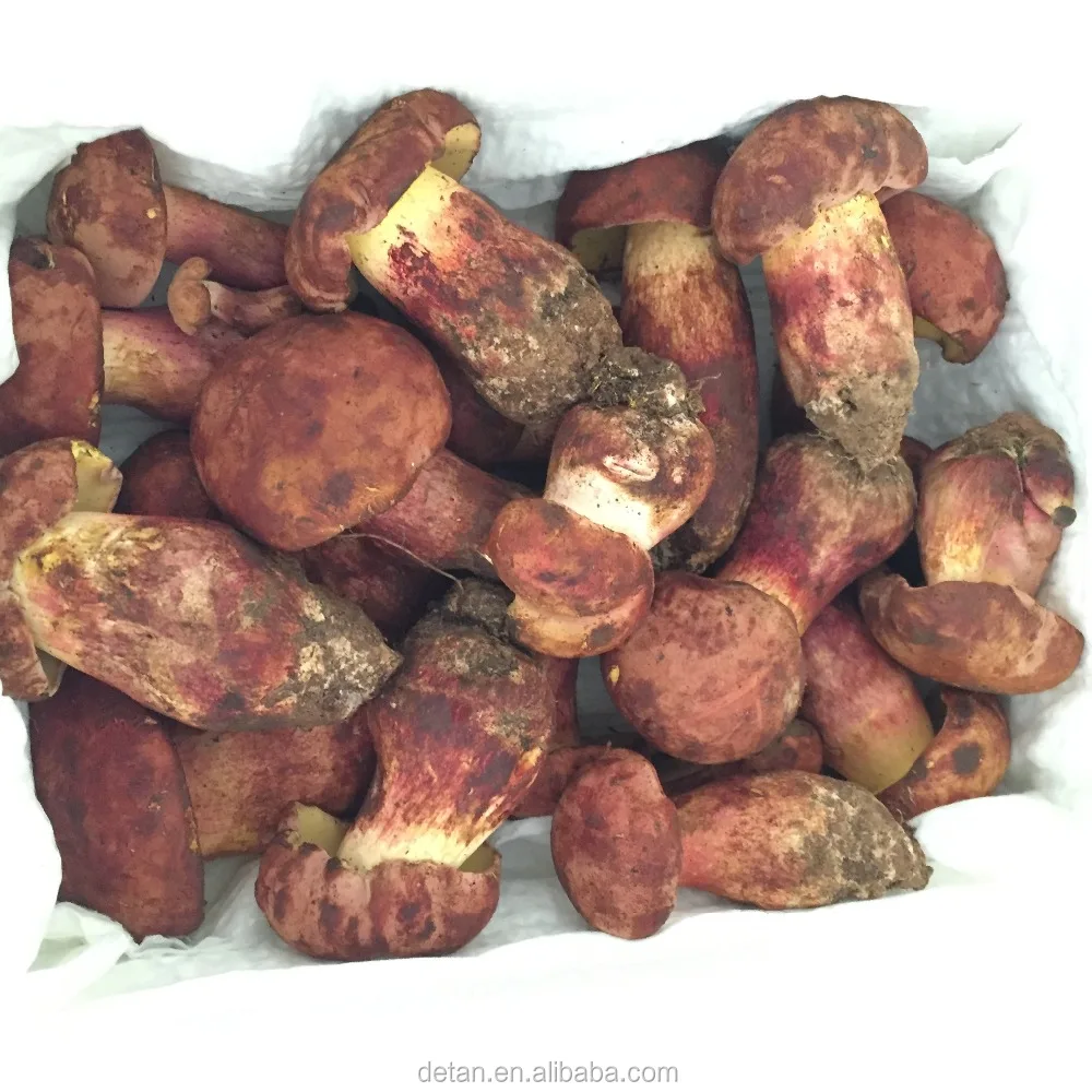 
Detan Wholesale Frozen Wild King Bolete Mushrooms Export Price 