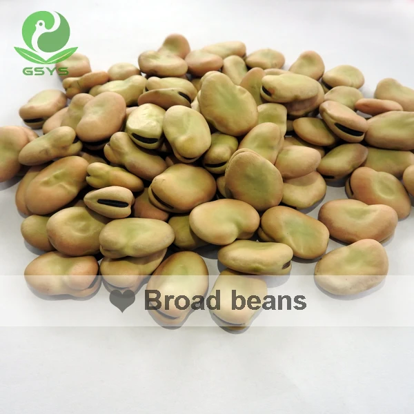 Qinghai Fava Beans Broad Beans