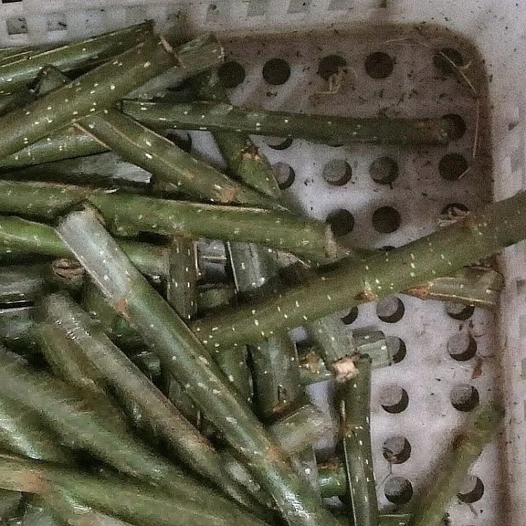 
chinese cheaper fast growth no catkin Alamo tree seedling trunk cut for planting 