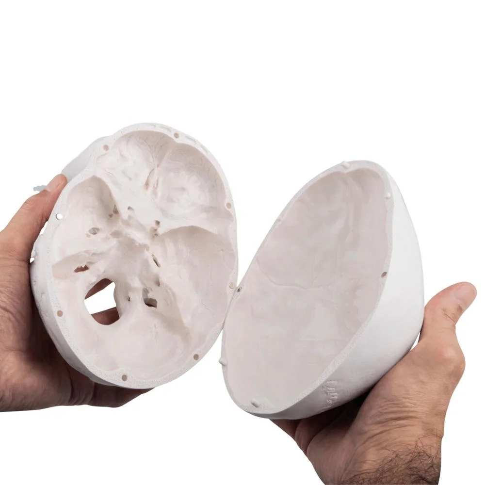 Human Plastic Skull with brain anatomical model