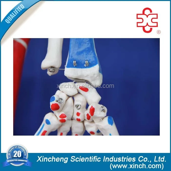 180cm Skeleton with Muscles and Ligaments Human skeleton anatomy model