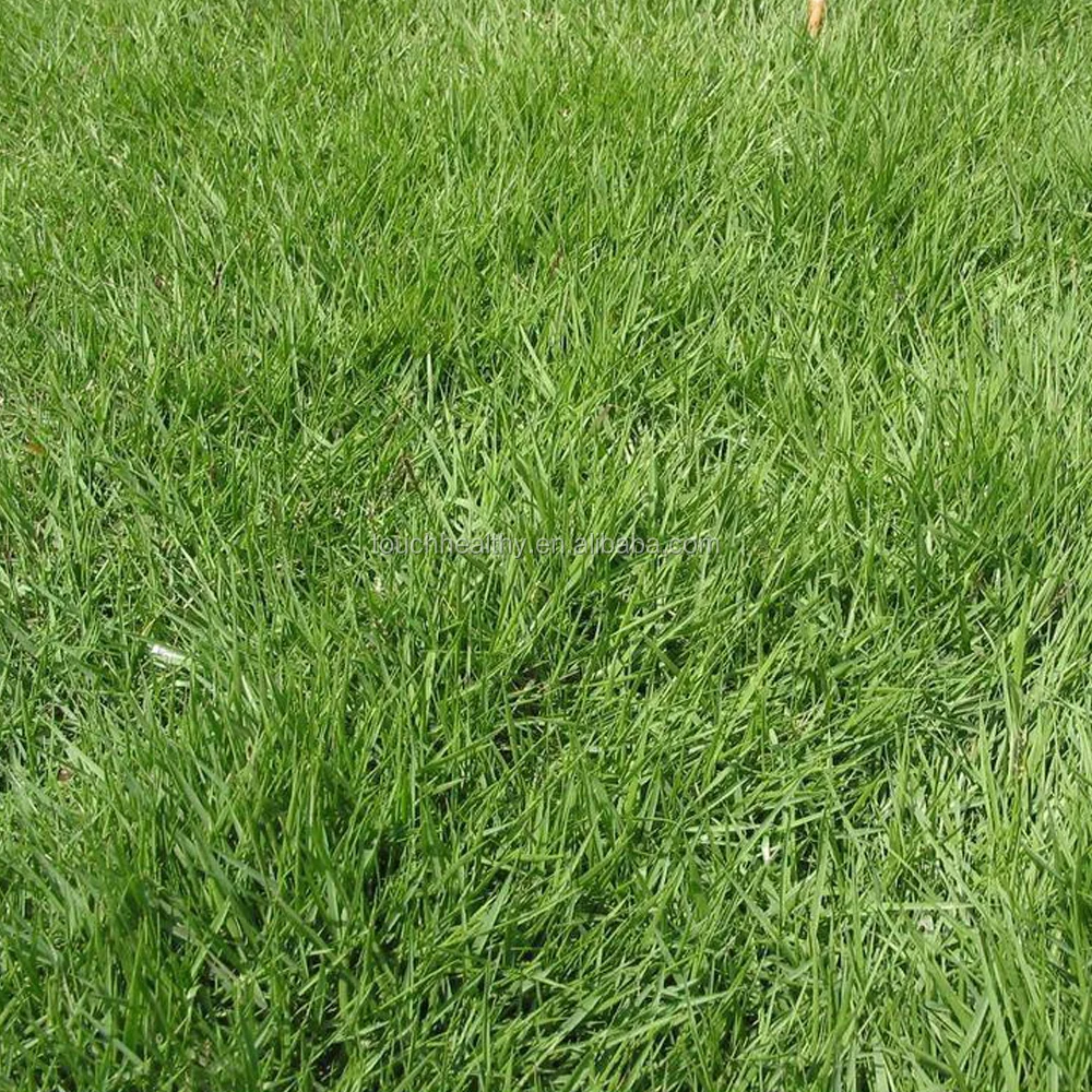 
2021 Top quality Zoysia materlla seeds lawn or turf grass seeds 