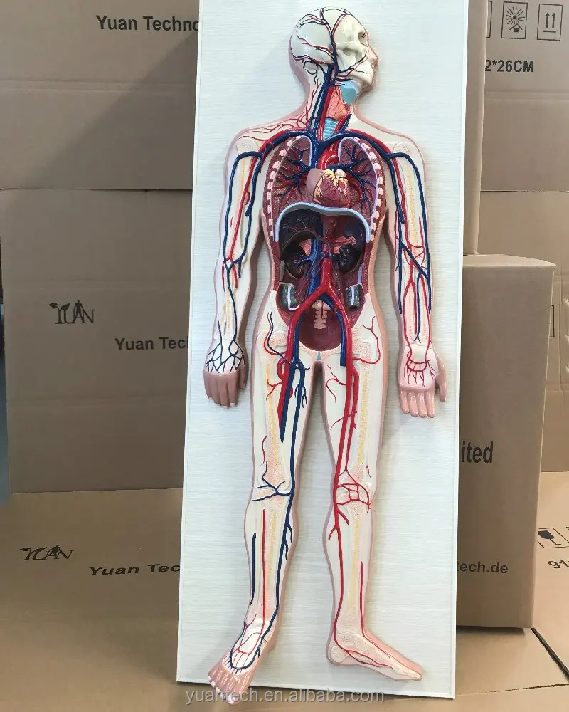 Human Circulation System Plastic Model