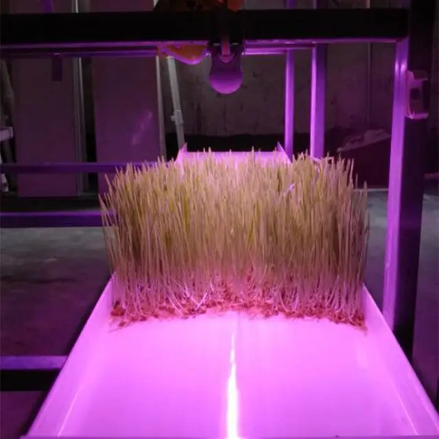 Hydroponic plastic tray nursery seed growing tray for fodder system