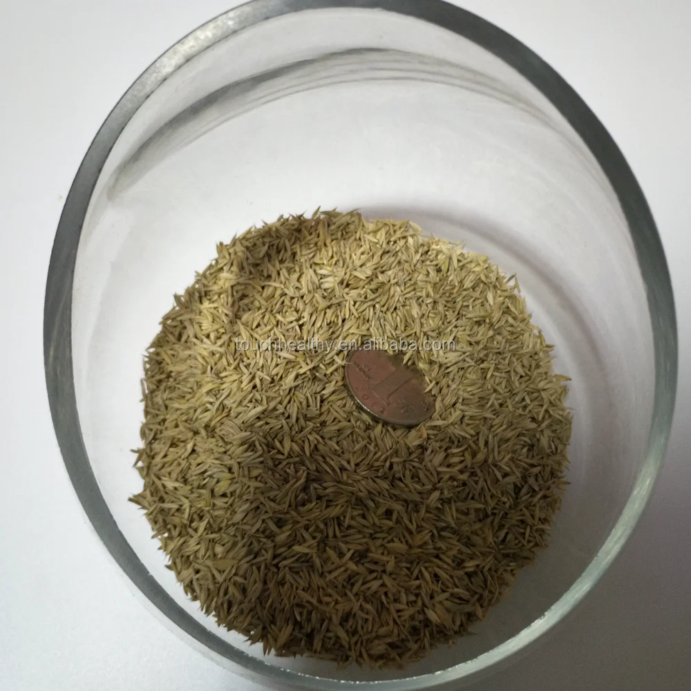 2021 Touchhealthy supply forage seeds Dactylis grass seeds for sales