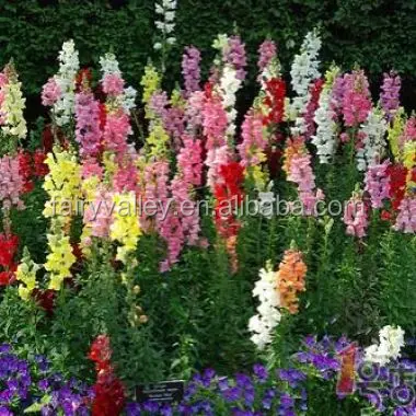 Высококачественные цветы, семена Snapdragon, распродажа