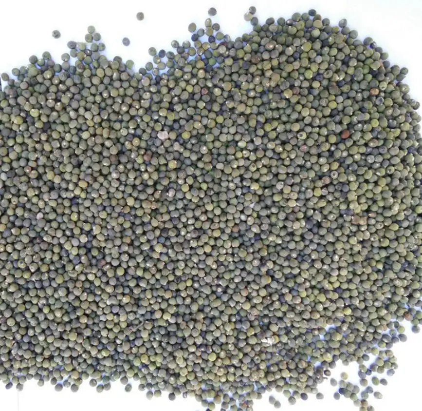 
New hybrid high yeild vegetable abelmosk gumbo Abelmoschus esculentus seeds 