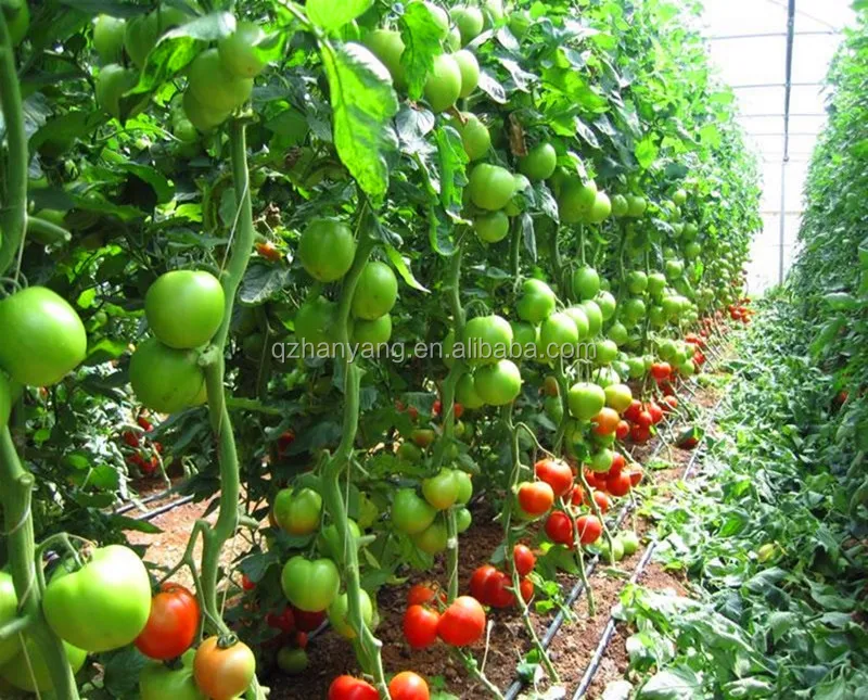 NFT hydroponics fodder system for tomato plant