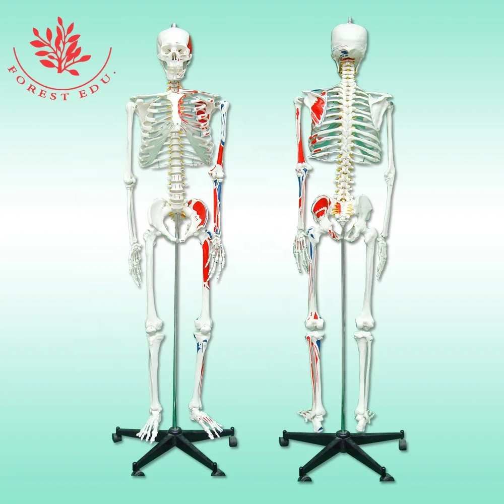 Модель скелета человека в натуральную величину из пластика с изображением мышц, происхождение и вставка