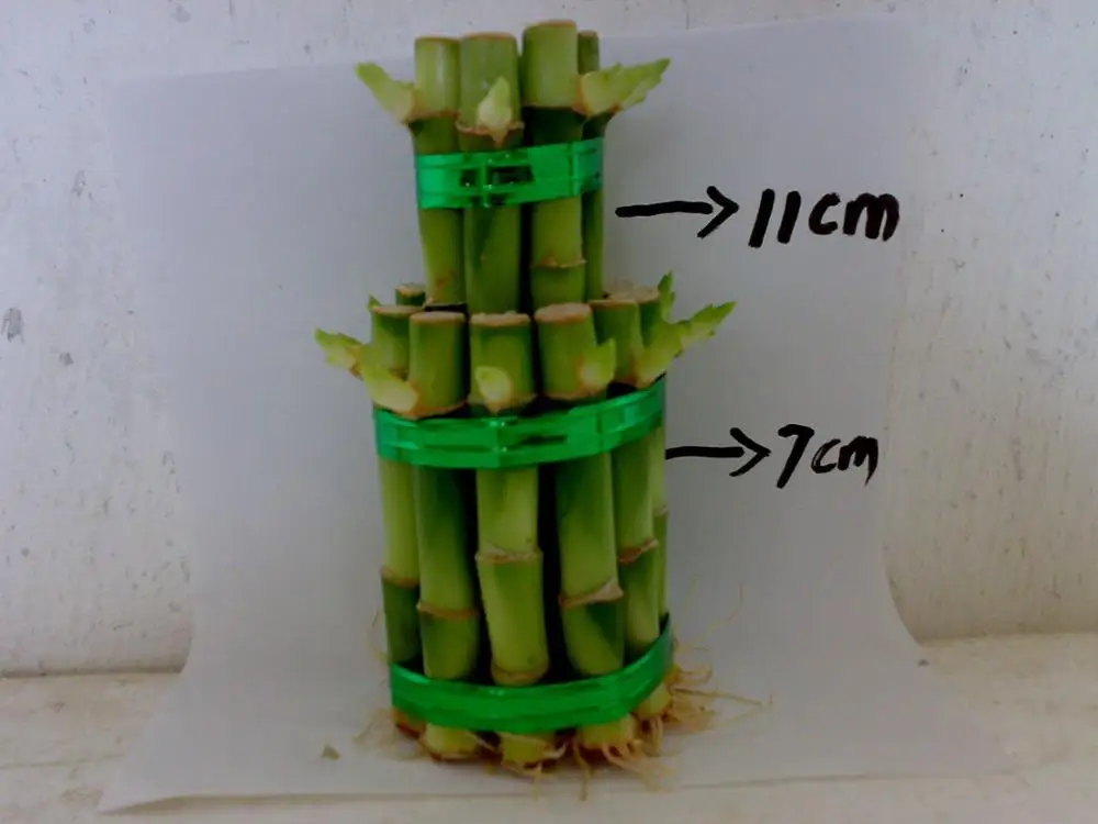  Zhangzhou Kinofarm ornamental lucky bamboo