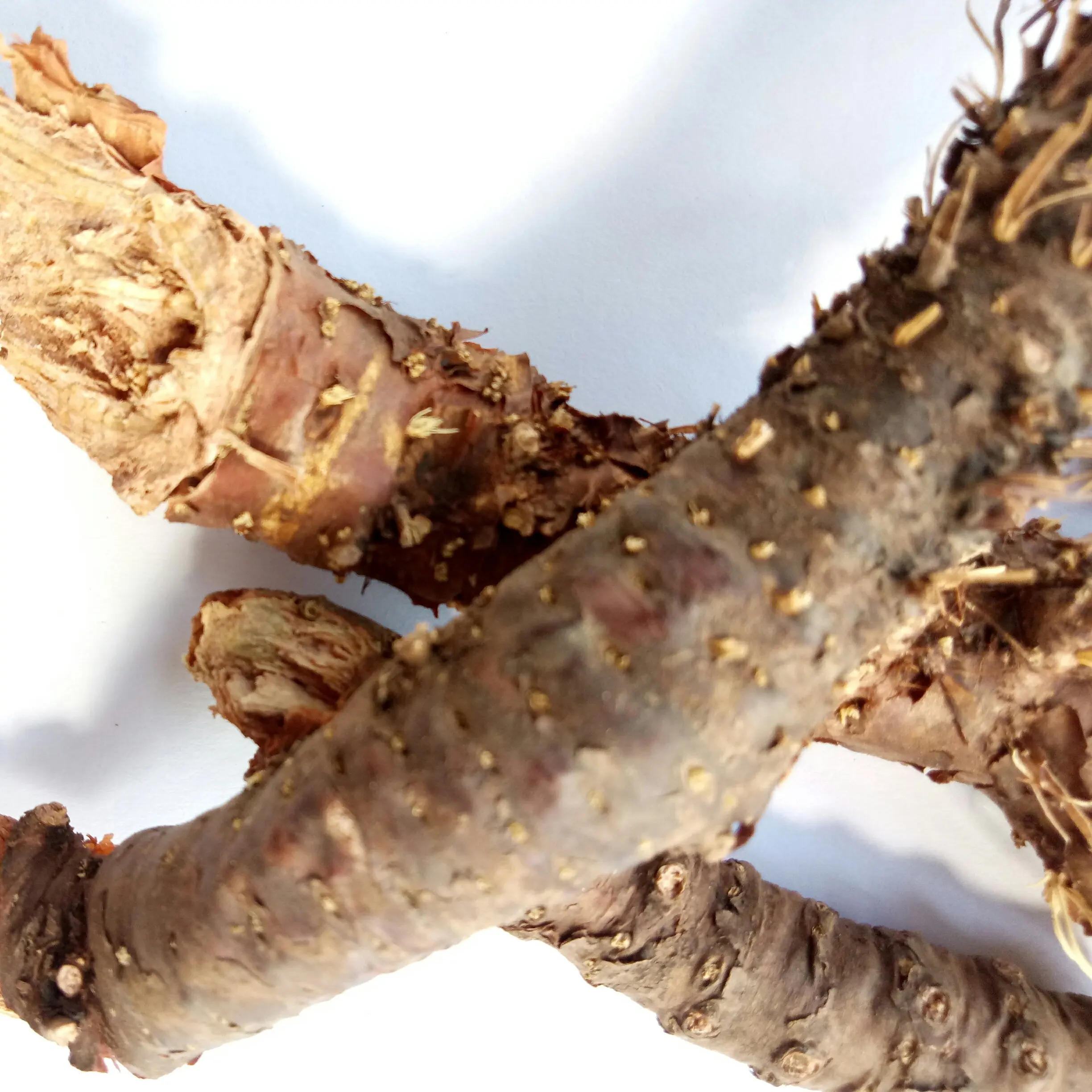 
Wild tibet Raw Root Rhodiola crenulata Hongjingtian 