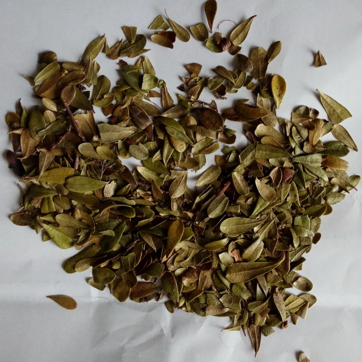 
100% pure cowberry leaf uva ursi herb loose leaf tea / Bearberry bark 