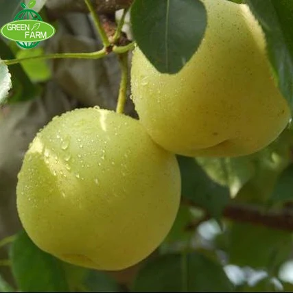 Fresh crown pears 200-250g 250-350g 60-85mm sales