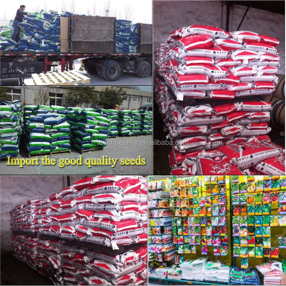 
2021 High Grade Sorghum Sudan Grass Seeds Sorghum Hybrid sudan grass Seeds For Cultivartion 
