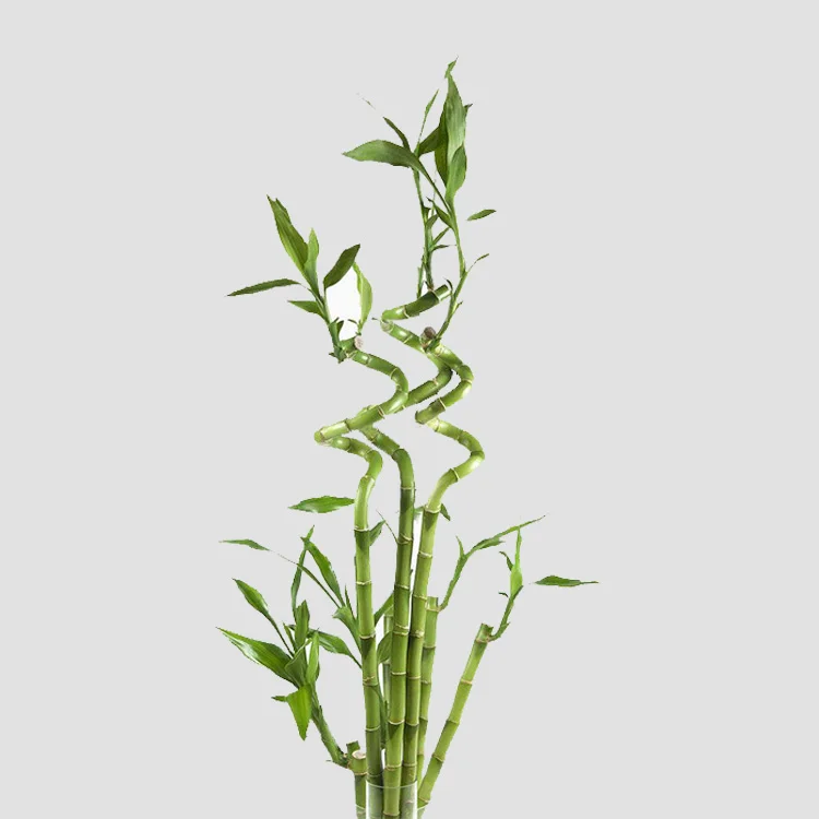 
lucky bamboo spiral natural indoor live plants bonsai tree dracaena sanderiana 