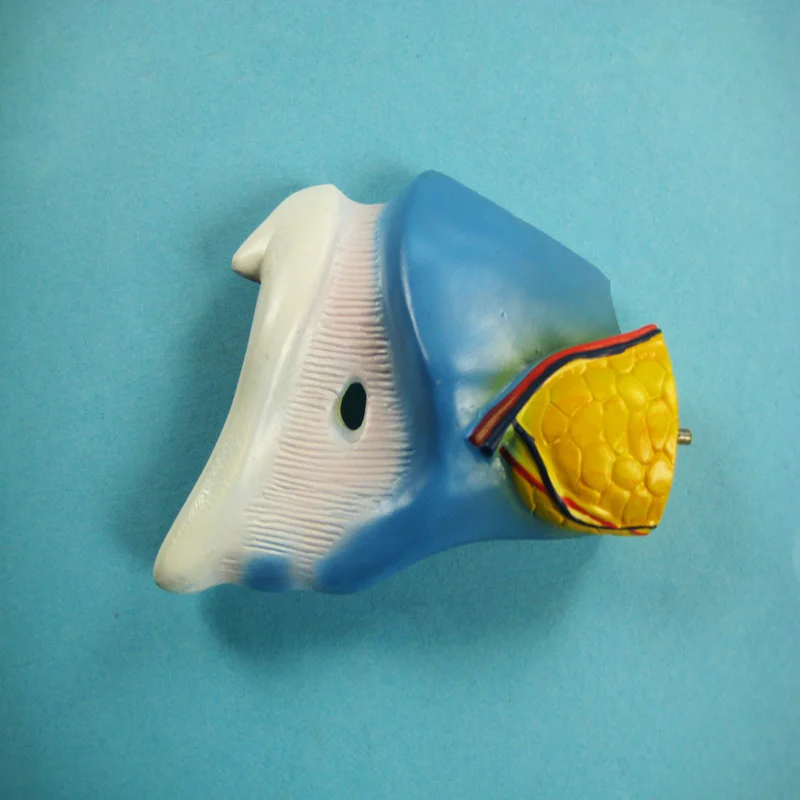 Новинка, Лидер продаж, высококачественные биологические учебные пособия, анатомическая модель человеческого ларинкса