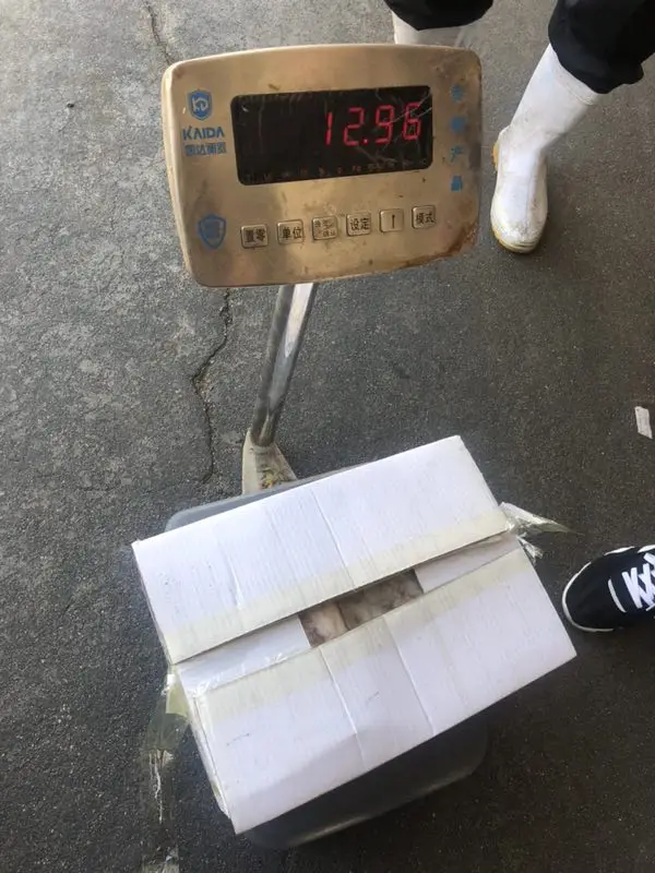 Frozen Gigas squid egg