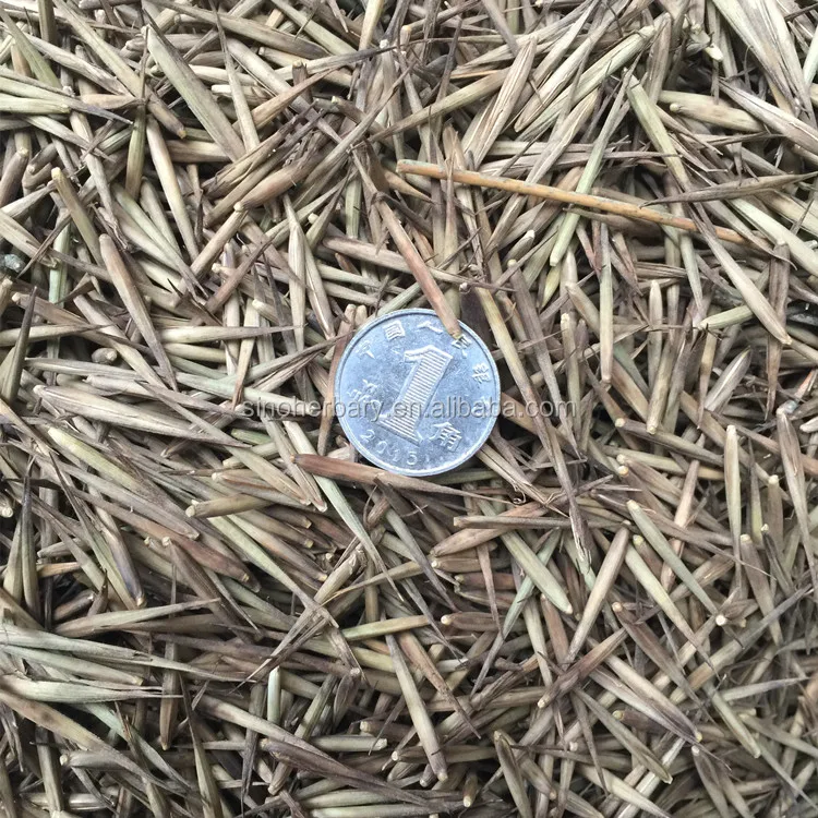 High Germination Plant Seeds, Moso Bamboo Seeds For Sale