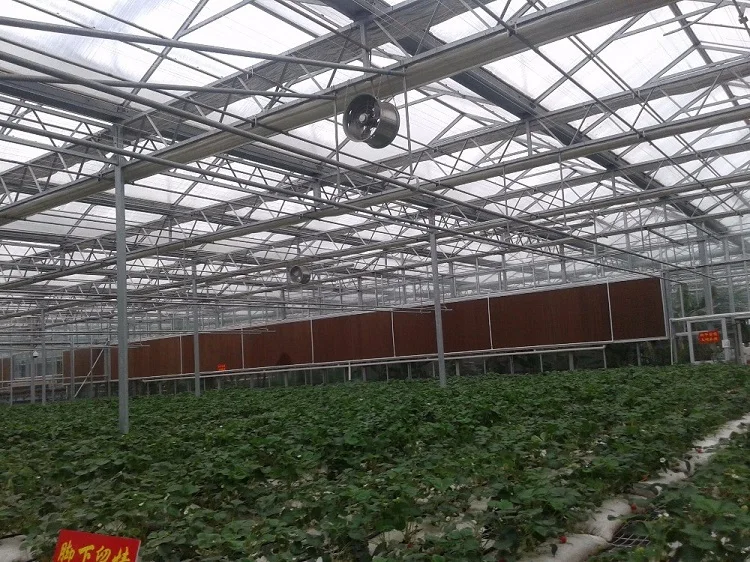 Agricultural Venlo Glass Green house for commerical