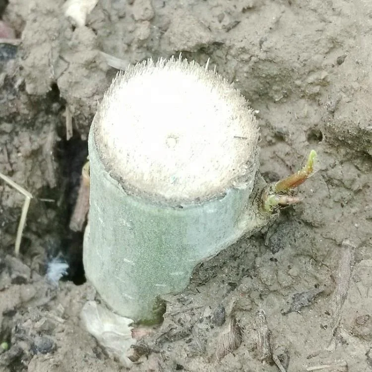 99% germination rate Paulownia Elongata roots cutting