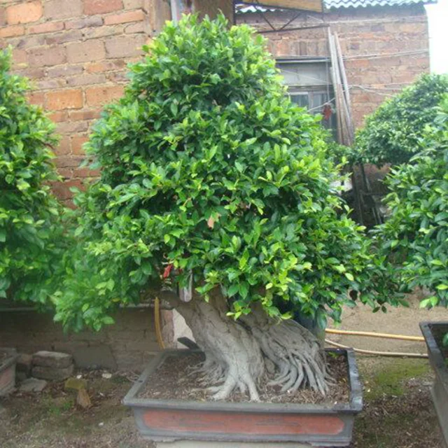 
Азиатский Эльм/карликовый Эльм (U.pumilla) бонсай для выращивания растений 