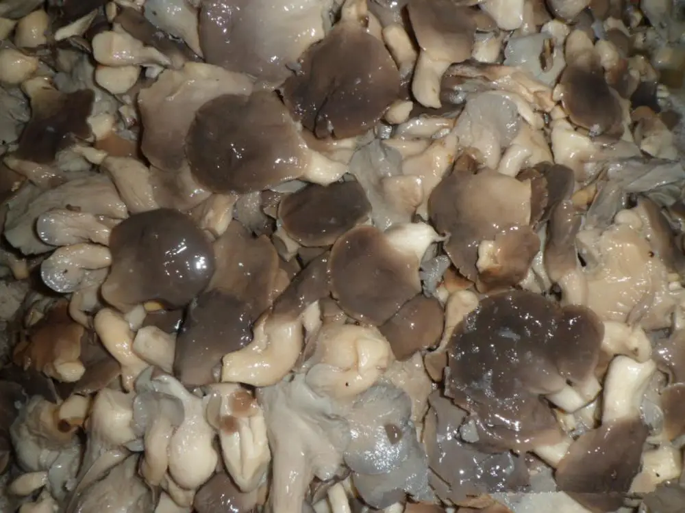 
canned abolane mushroom in vacuum bags 