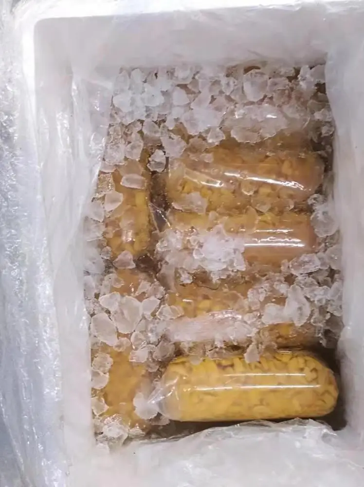 
Sea urchin with good price and taste 