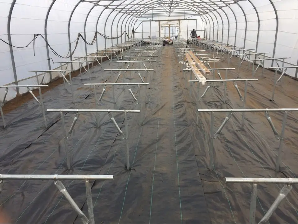 Gothic style Plastic film vegetable polytunnel greenhouse for sale